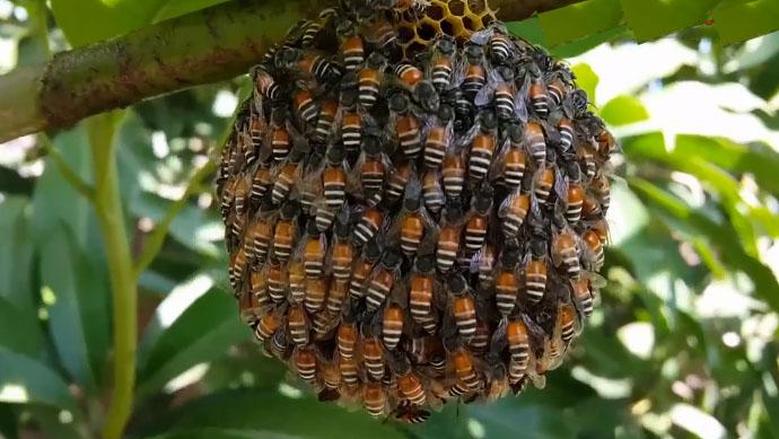 دليل شركات مكافحة نحل